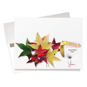 "Sugar Maple" Birthday Card features a real sugar maple seed. Front of card says "You..." beside a splash of colorful maple leaves. Inside message compares the person who receives the greeting card to a sugar maple