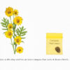 "Compass Plant" Friendship & Encouragement Card features a real compass plant seed. Front of card says: "Just as this tiny seed has an inner compass that turns its leaves North..."