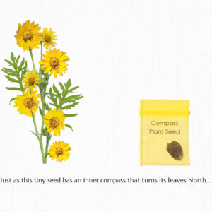 "Compass Plant" Friendship & Encouragement Card features a real compass plant seed. Front of card says: "Just as this tiny seed has an inner compass that turns its leaves North..."